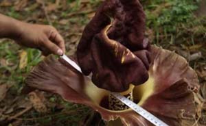 Penemuan Bunga Bangkai Hebohkan Warga Kecamatan Payung Sekaki